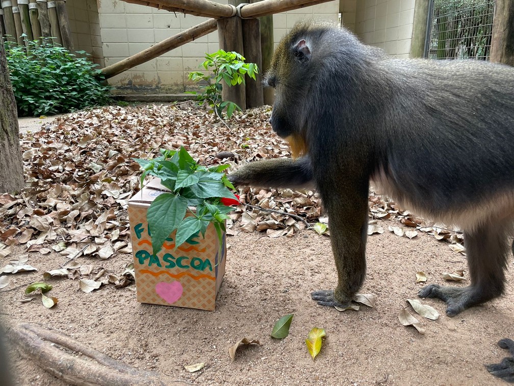 Macaco com pelos brancos chama atenção no Jardim Botânico de Jundiaí, Sorocaba e Jundiaí