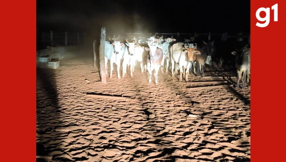 Funcionários de fazenda são presos suspeitos de furtar gado em Rondonópolis (MT)