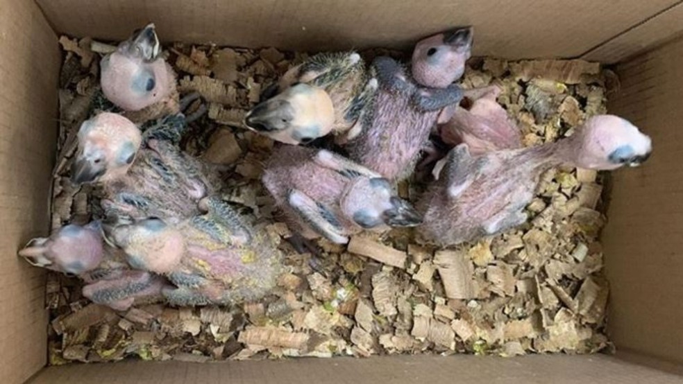 Filhotes de aves eram comercializados em grupo de WhatsApp desarticulado no Ceará na 12ª fase da Operação Fauna Livre, em 2025. — Foto: MPCE/ Divulgação