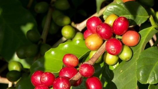 Do Tarifaço de Trump: USP aponta ameaça exportações, afeta preços pagos ao produtor e desestabiliza mercados da pecuária ao pomar - Centro de pesquisa da USP em Piracicaba (SP) aponta que o suco de laranja, café, carne bovina e frutas frescas estão entre os itens mais expostos à medida. Entenda.