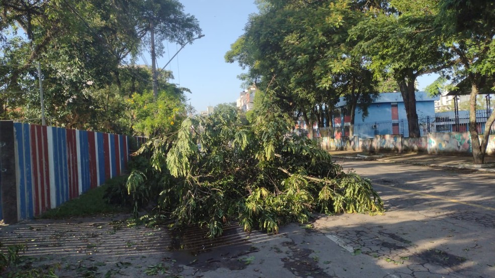Temporal derruba árvore em Resende, Sul do Rio e Costa Verde