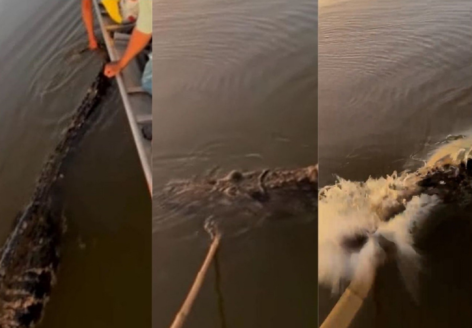 Vídeo mostra jacaré atacando canoa após ser cutucado por estudante no rio Araguaia: 'Achando que estava morto'