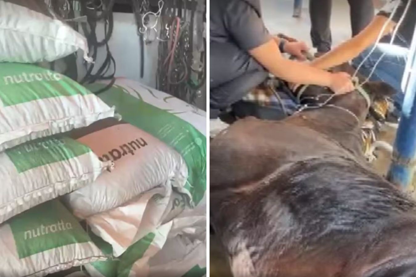 Mortes de cavalos: fabricante de ração proibida pelo governo federal diz que aguarda análises sobre suposta contaminação do produto