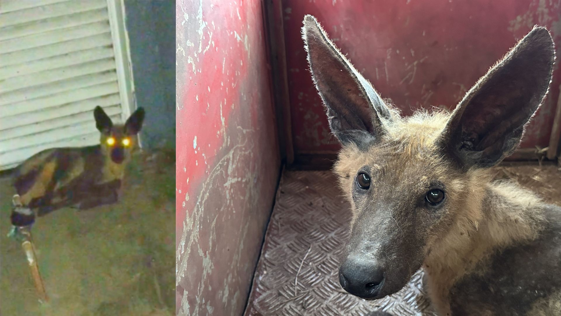 VÍDEO: Lobo-guará debilitado é encontrado na porta de casa em Uberlândia