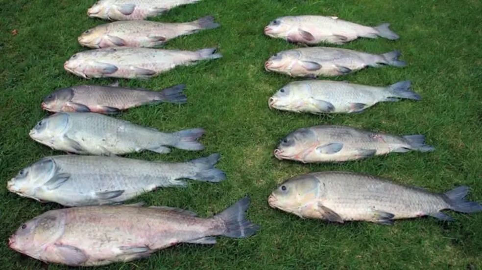 Pesquisas concluíram que o peixe aparentemente não apresenta declínio biológico com a idade — Foto: Alec Lackmann