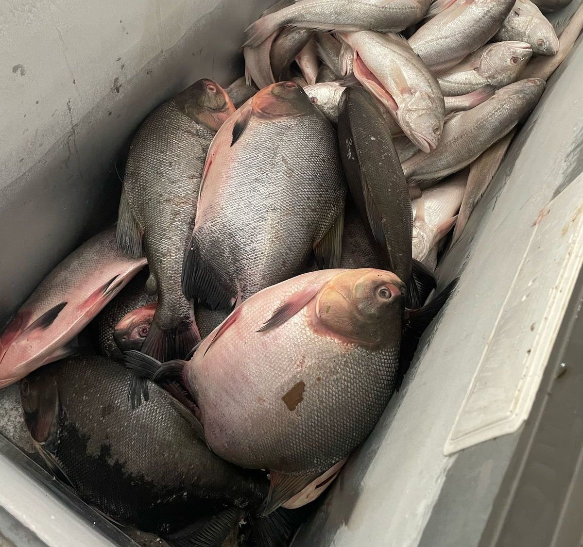 Você Não Tá Convidada pro Meu Bat Mitzvá!