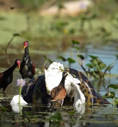 Sucuri-amarela é flagrada predando garça no Pantanal, MT