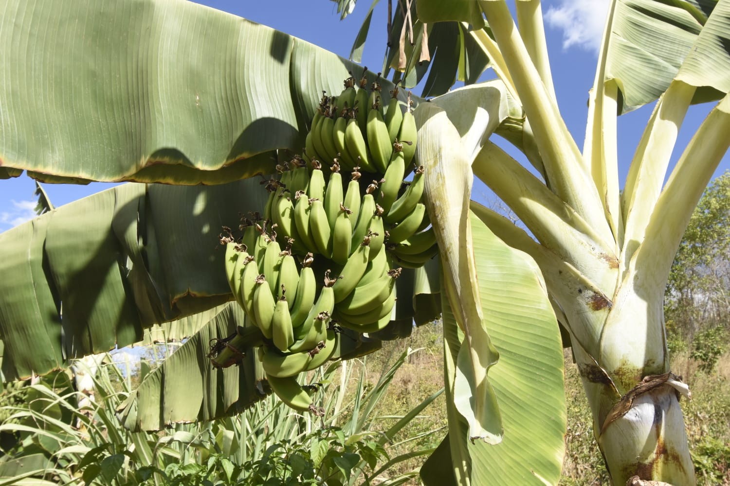 Piauí: Renda sobe e 17 mil saem da pobreza na agricultura familiar