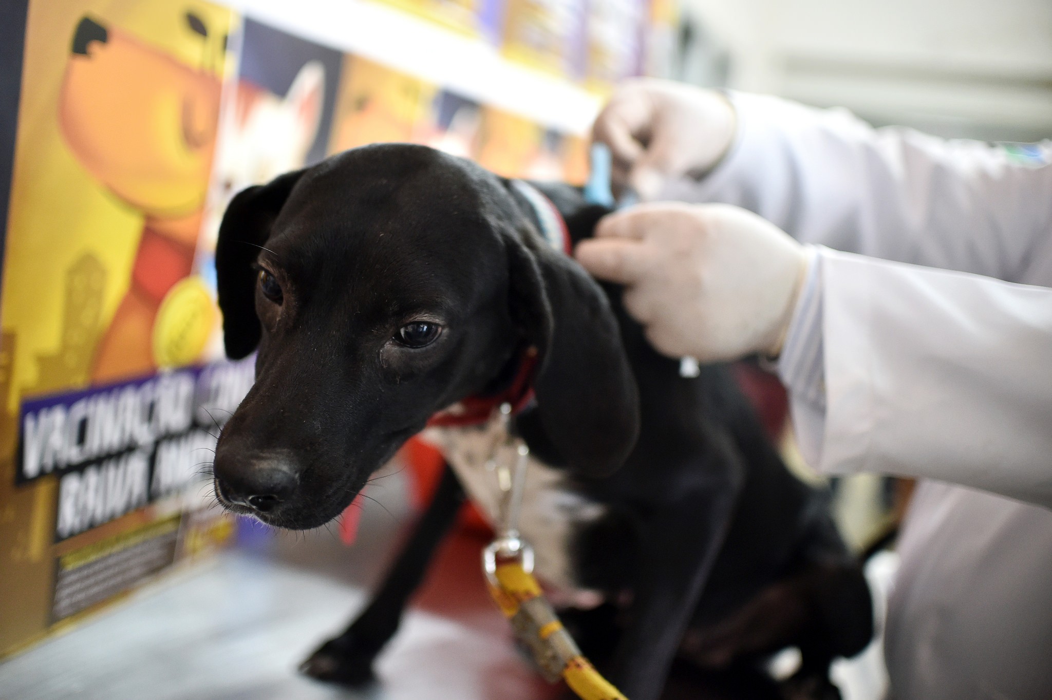 DF tem primeiro caso de raiva em cães desde 2000; vacinação de pets começa neste sábado