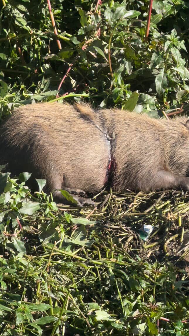 Capivara com arame preso ao corpo é resgatada após mobilização de bombeiros, Inea e voluntários em Nova Friburgo