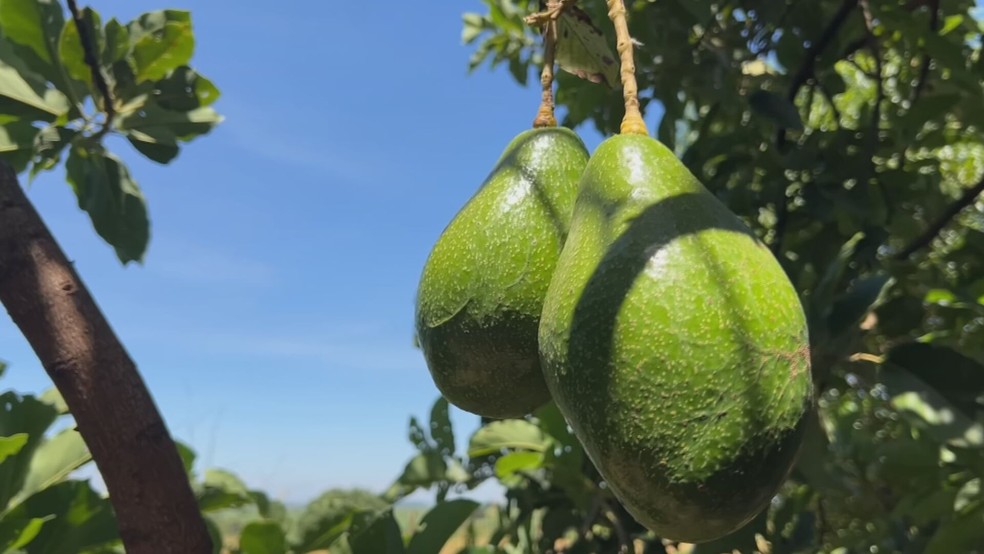 1 de 1
Produtores comemoram safra recorde de abacate em Tupã após perdas no ano passado — Foto: Reprodução/TV TEM