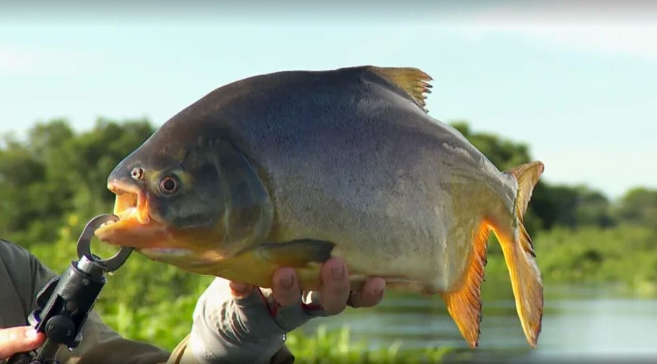 Pacu faz a alegria dos pescadores no rio Aquidauana | G1