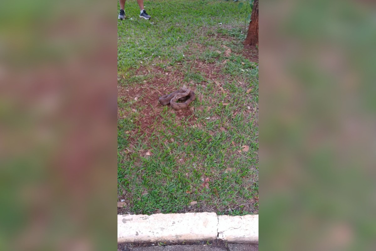 Pedestres encontram jiboia na Praça Clarimundo Carneiro, no Centro de Uberlândia, e acionam os Bombeiros