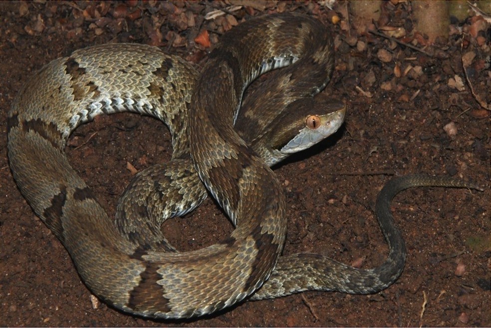 Uma jararaca nada comum: conheça a maior causadora de acidentes com cobras  do Brasil - Instituto Butantan