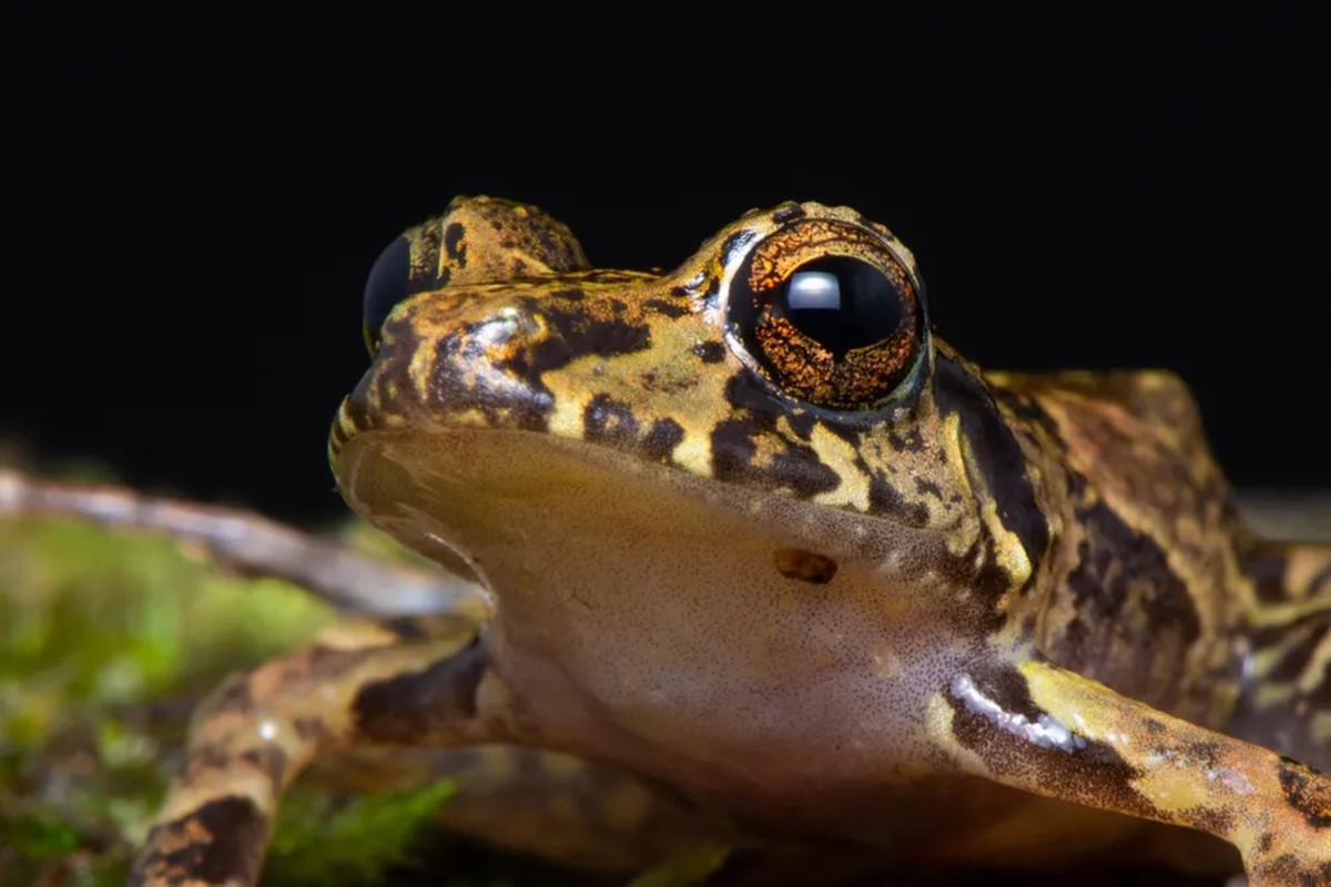 Rã símbolo de Florianópolis tem modo de reprodução único e sofre com risco de extinção