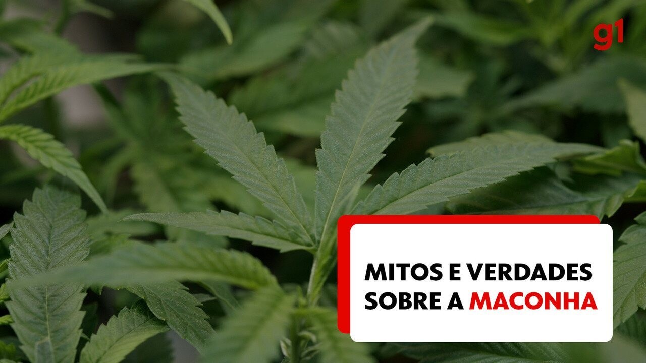 INFOGRÁFICO: entenda como a maconha age no corpo | G1