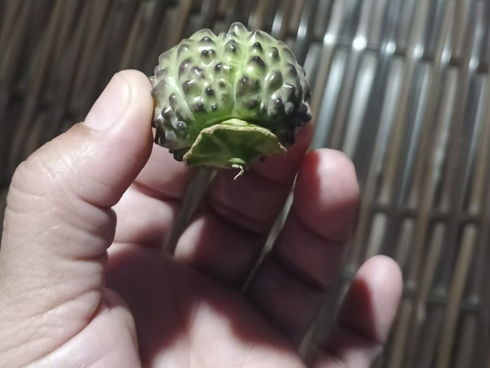 Idoso de 69 anos é intubado após comer fruto encontrado no quintal da vizinha no AC