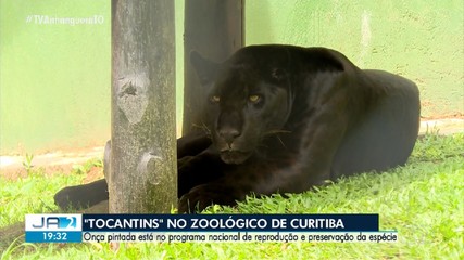 Onça pintada está no programa nacional de produção e de preservação da espécie