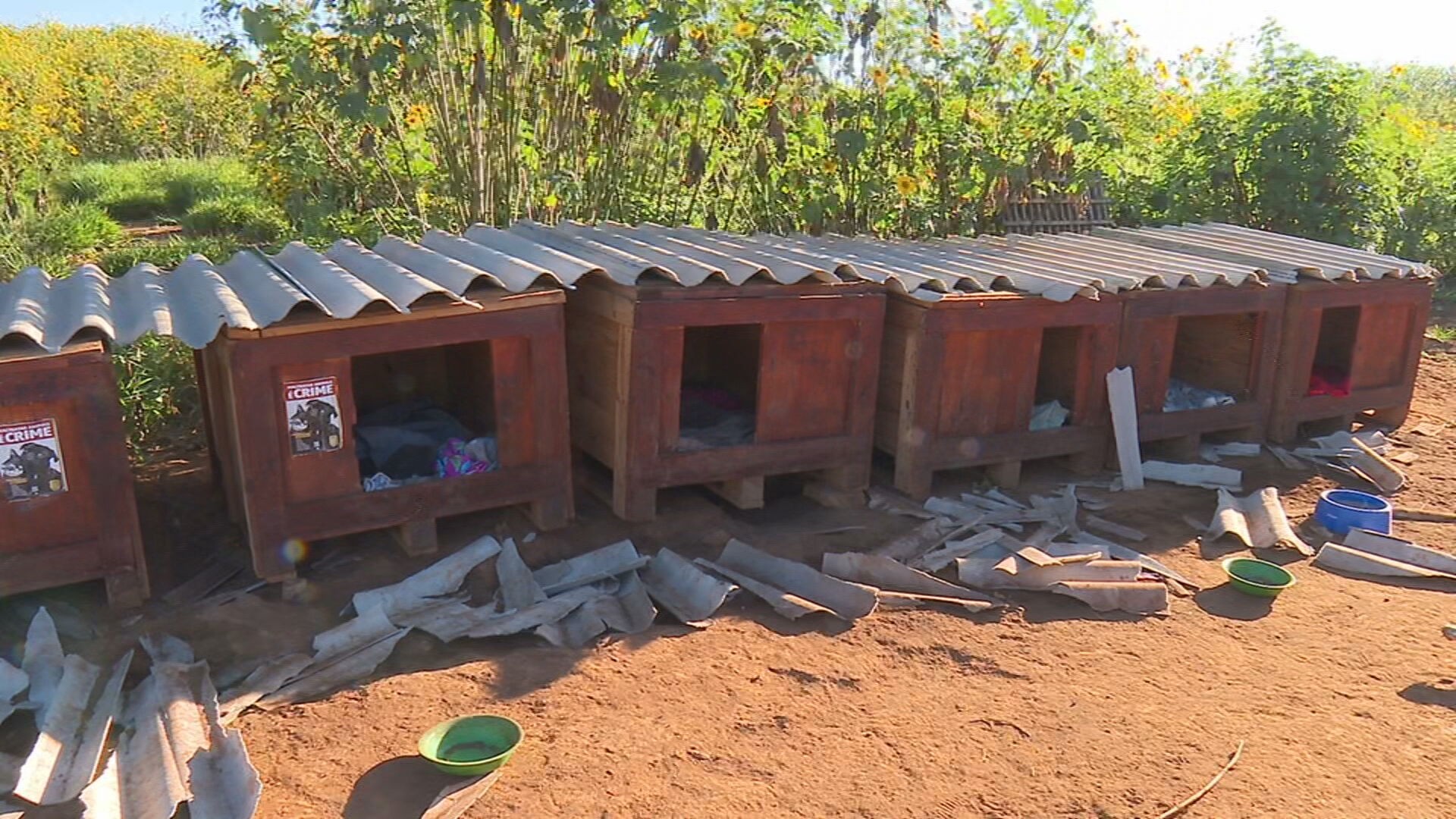 Abrigo comunitário de cães tem casinhas vandalizadas; cerca de 70 cachorros vivem no 'Cãodomínio'