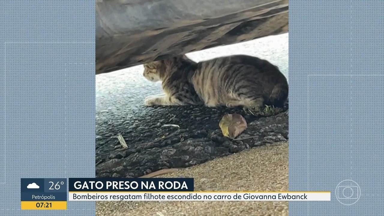 Bombeiros resgatam gato que ficou preso na roda do carro da atriz Giovanna Ewbanck, no Itanhangá