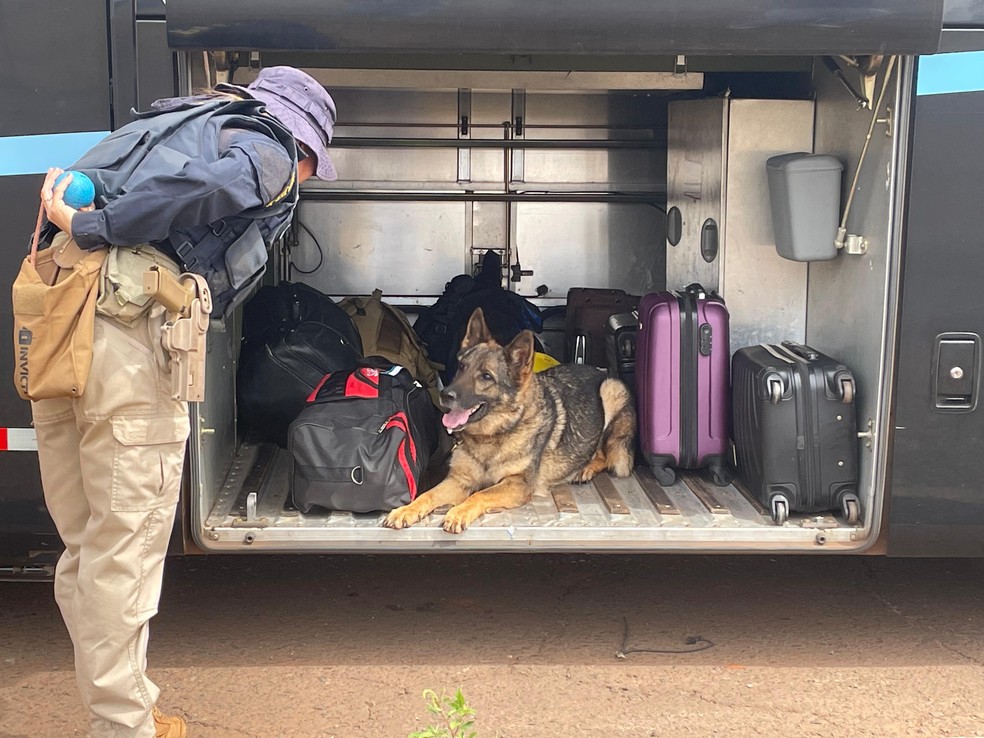 Cães farejadores são aliados contra o tráfico em Mato Grosso do Sul. — Foto: Maria Luiza Zanini/g1