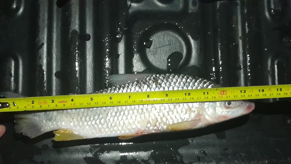 Dupla é multada por pescar em local proibido no Rio do Peixe, em Rancharia (SP) — Foto: Polícia Ambiental