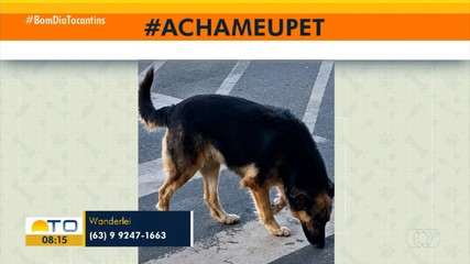 Tutor procura cadela desaparecida na 508 Norte, em Palmas