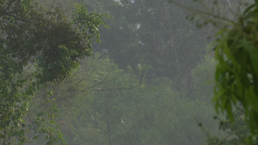 Aparição de animais peçonhentos é normal em período chuvoso — Foto: Reprodução / Rede Amazônica