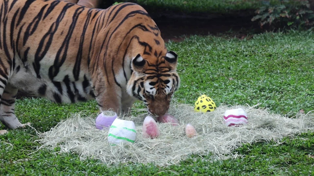 Leões, tigres e suricatas ganham ' ovos' de Páscoa no Simba Safari e no Zoo de SP; FOTOS