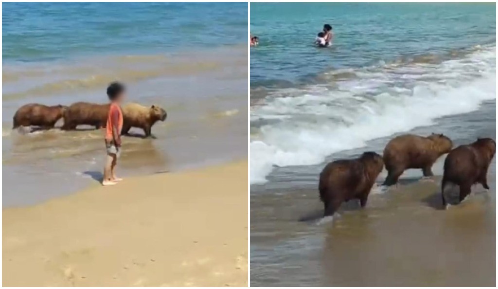 Capivaras são vistas na praia da Ferradura, em Búzios