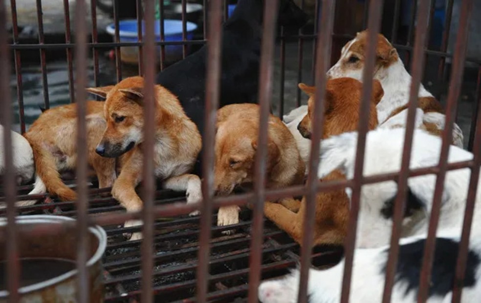 Coreia do Norte recomenda sopa de carne de cachorro para enfrentar onda de calor — Foto: Hoang Dinh Nam/AFP