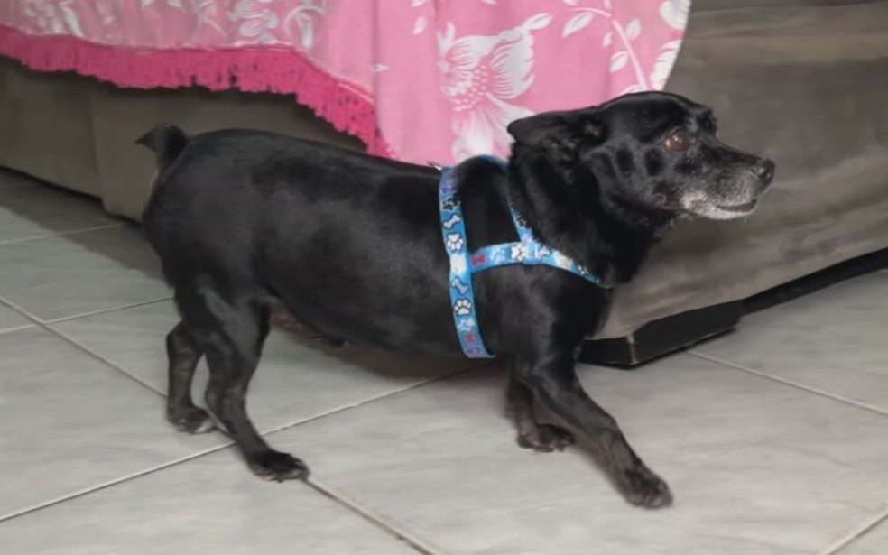 7 de 7
Cachorro Fred chegou &agrave; fam&iacute;lia de Hosana Amaral, moradora de Ara&ccedil;atuba (SP) e hoje &eacute; um importante integrante da fam&iacute;lia &mdash; Foto: TV TEM/Reprodu&ccedil;&atilde;o