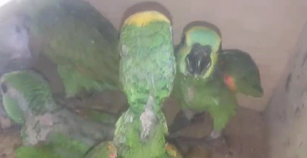 Filhotes de Papagaio-verdadeiro mantidos em cativeiro são apreendidos, em Teodoro Sampaio (SP) — Foto: Polícia Ambiental
