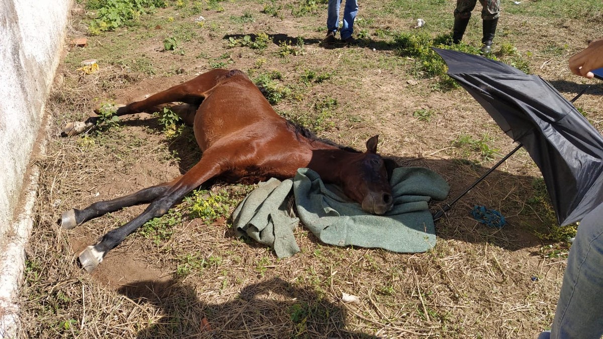 Três pessoas são detidas por matar cavalo para fazer salame em São
