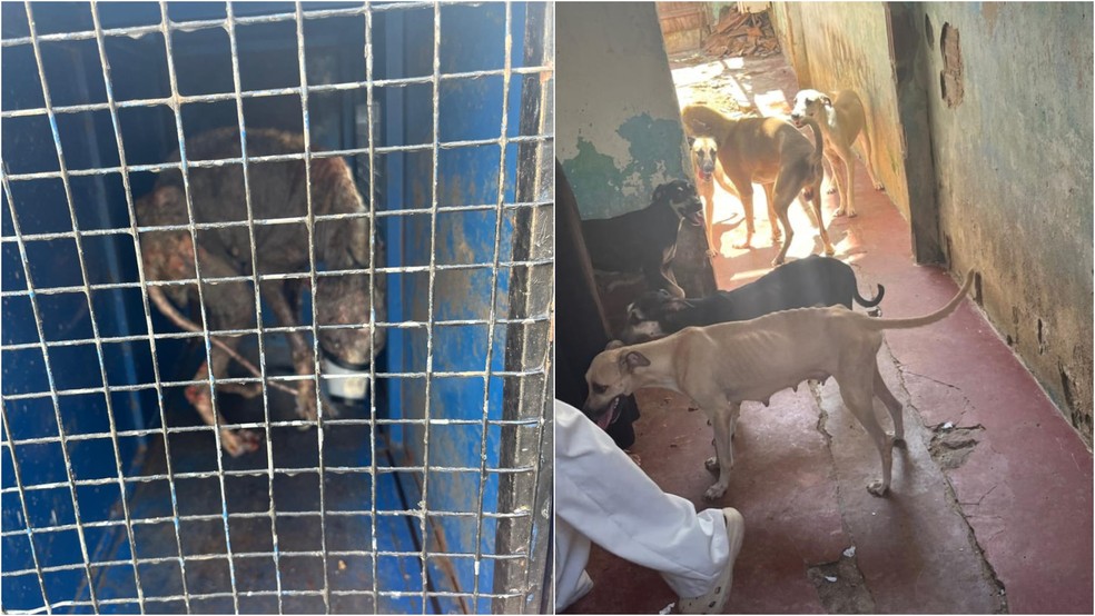 Os cães foram resgatados de duas residências em Sobral, na Região Norte do Ceará. — Foto: Divulgação.
