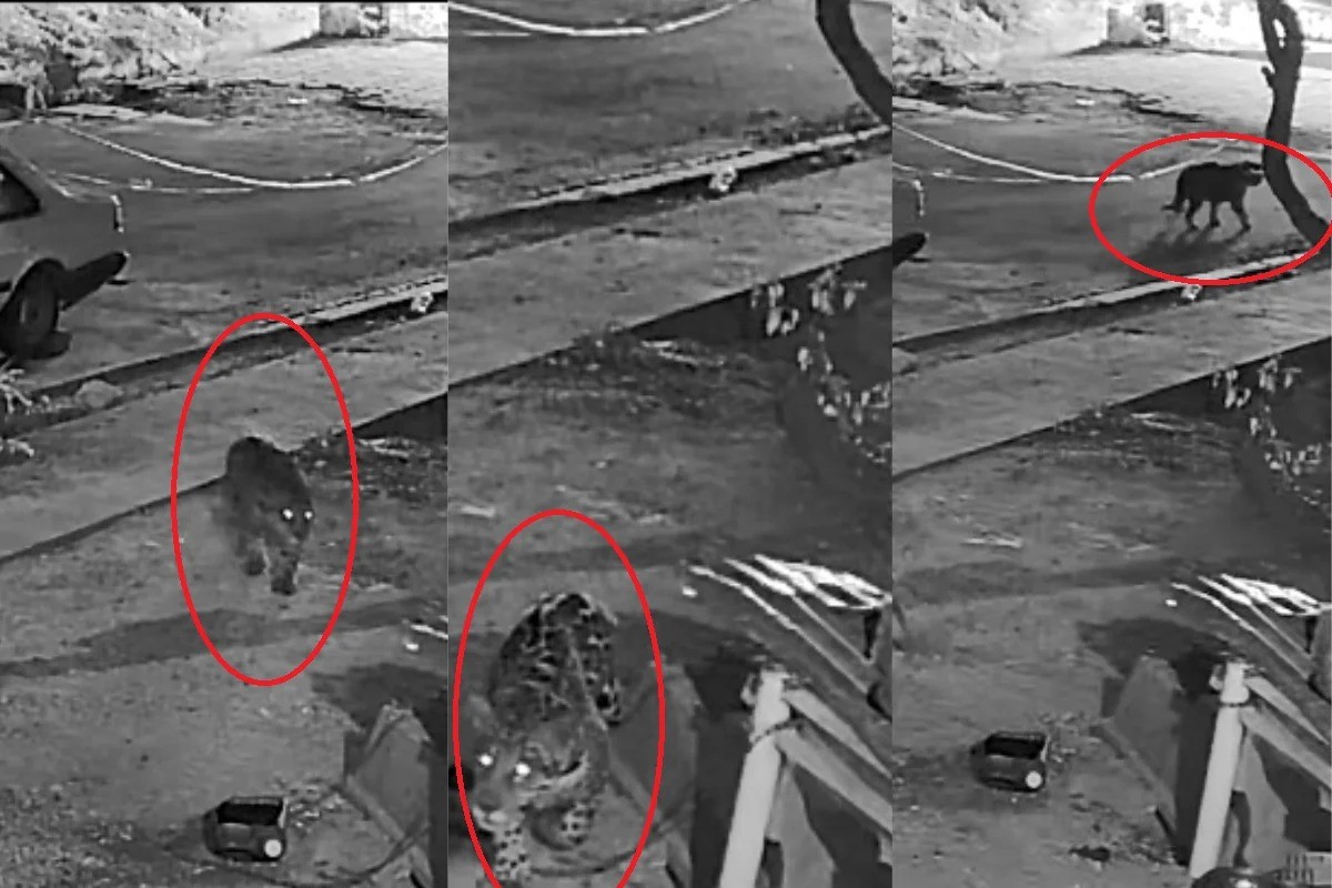 VÍDEO: cães expulsam onça-pintada que rondava casa e salvam poodle de ataque no Pantanal