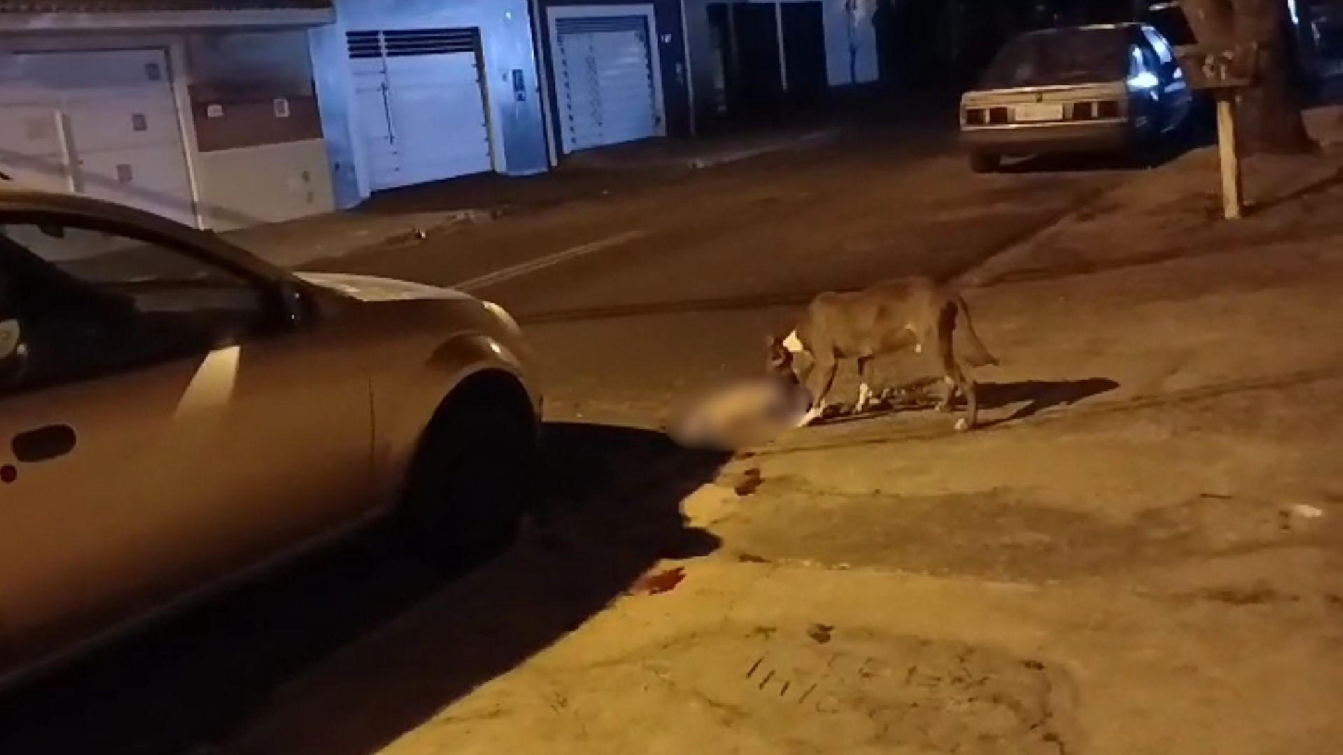 Cadela morre após ser atacada por dois pitbulls soltos em rua de Bauru
