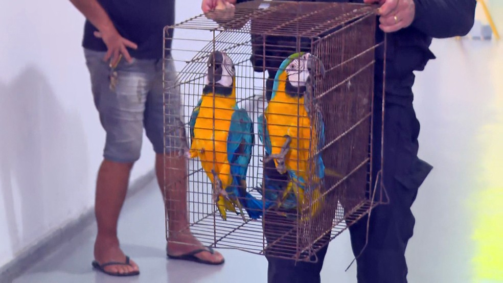 Araras são resgatadas em operação — Foto: Reprodução/TV Globo