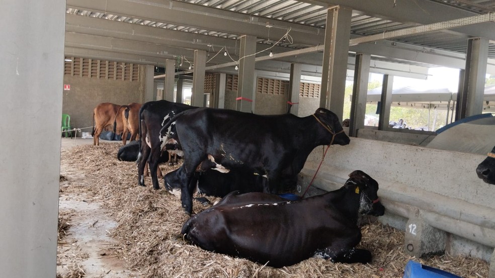 Expocrato deve receber cerca de 3 mil animais para exposição em 2023.  — Foto: Darlene Barbosa/TV Verdes Mares