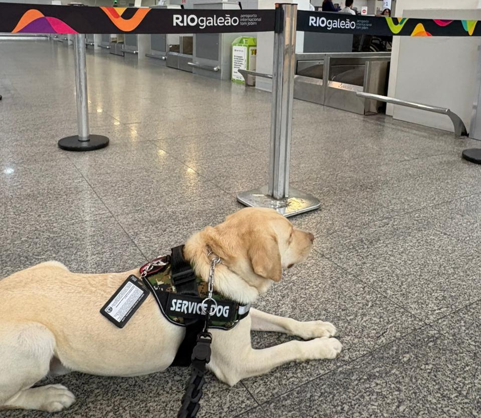 Tedy, o cão de serviço, no setor de embarque do Aeroporto do Galeão, no Rio — Foto: Álbum de família