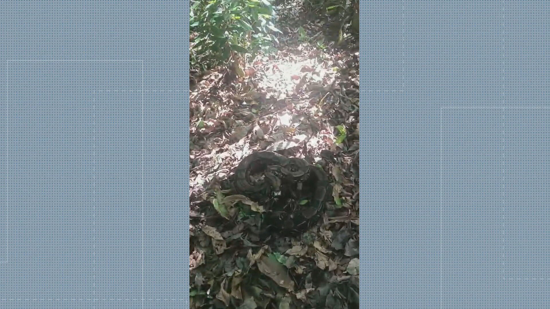 Jiboia de dois metros é encontrada dentro de máquina de lavar em Niterói