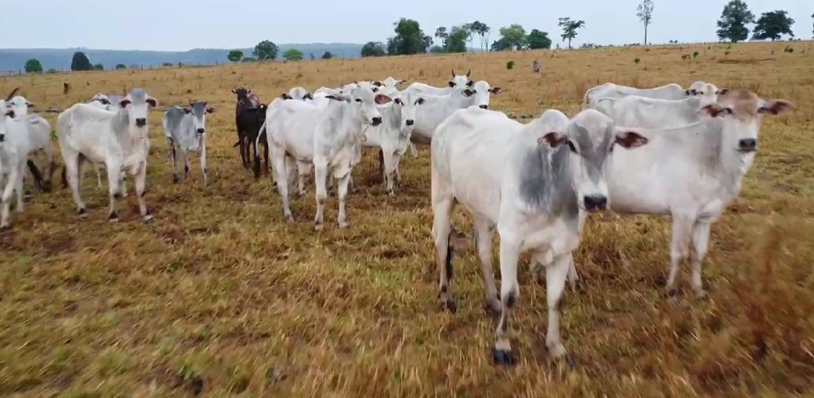 VÍDEO: fazendeiro é procurado suspeito de furtar rebanho de gado de vizinho em MT
