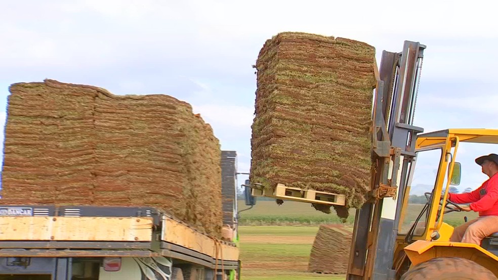 Grama esmeralda e bermuda estão entre as variedades cultivadas em Itapetininga (SP) — Foto: TV TEM/Reprodução