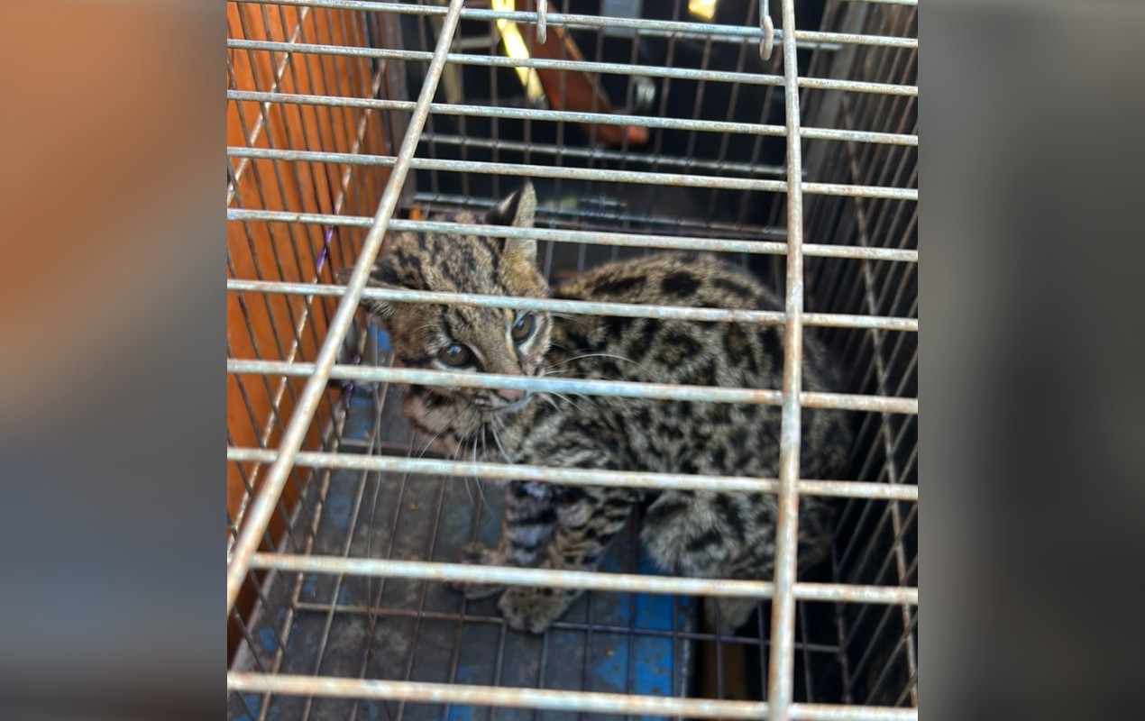 VÍDEO: gato-maracajá entra em galinheiro, machuca pata e é resgatado pela Defesa Civil no interior de SP