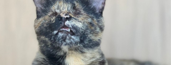 Gatinha Vick nasceu em Catanduva (SP), sem os dois olhos — Foto: Francyeli Salino/Arquivo pessoal