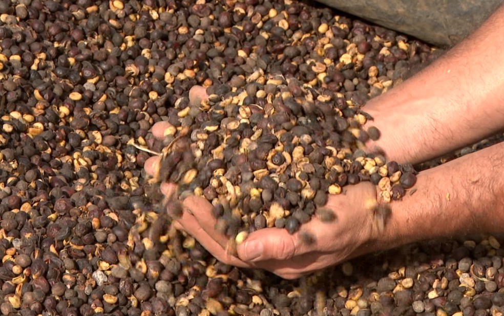 Temporal de granizo no Sul de Minas pode comprometer safra de café de 2026 — Foto: Reprodução EPTV