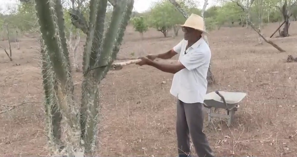 Agricultor convive com seca em Feira de Santana — Foto: Reprodução/TV Subaé