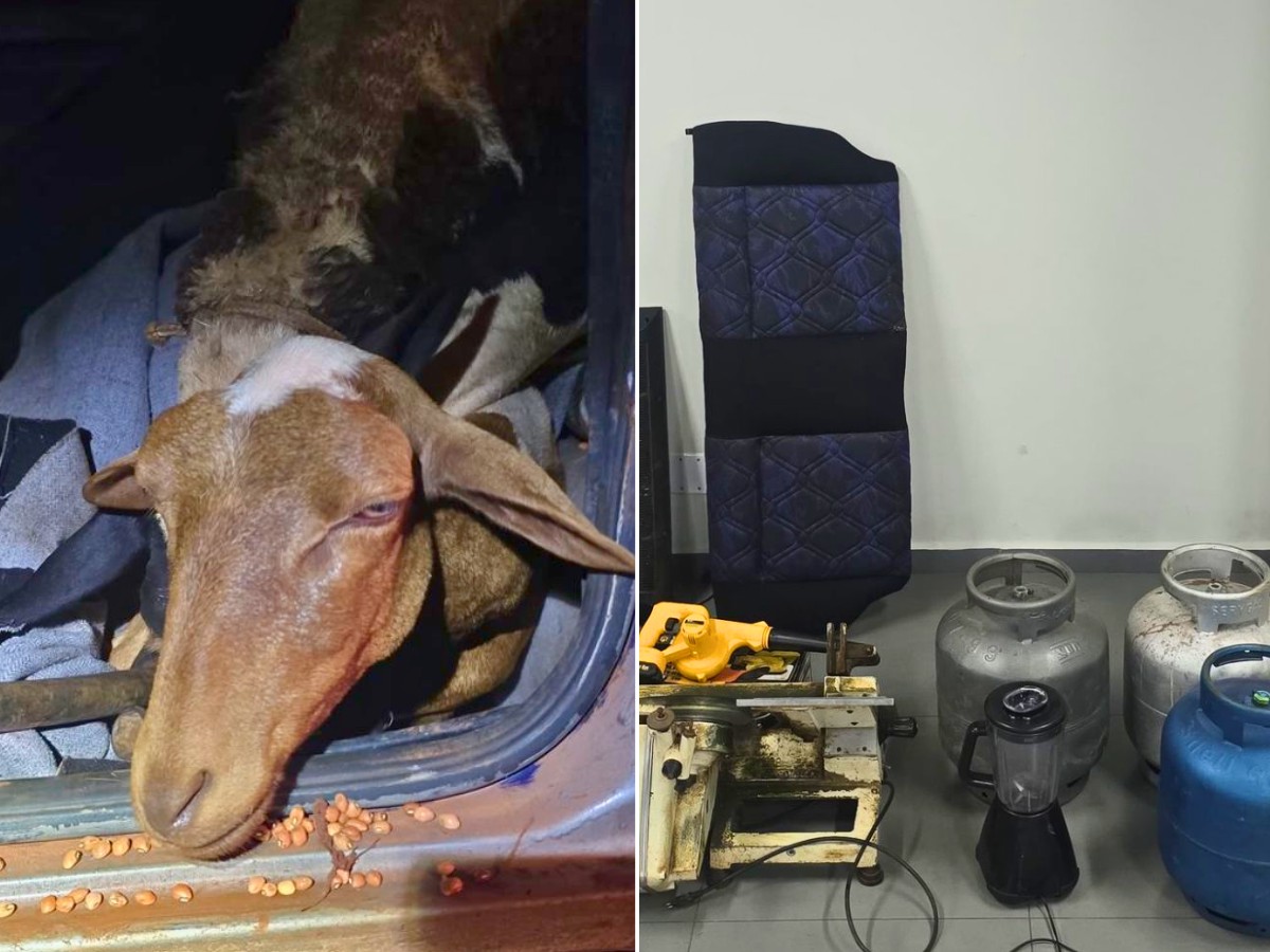 Furto de carneiros termina com prisão e animais encontrados dentro de carro no interior de SP