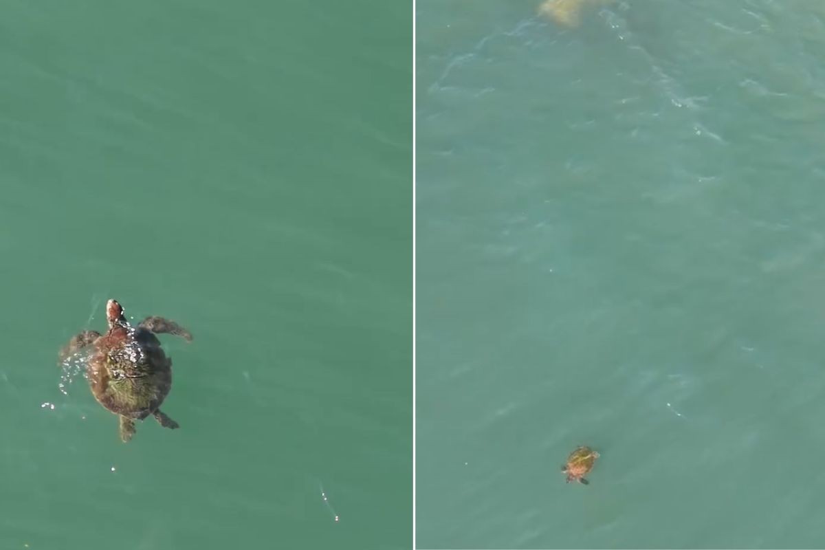 Drone flagra tartarugas-verdes nadando próximo à praia em Santos; VÍDEO