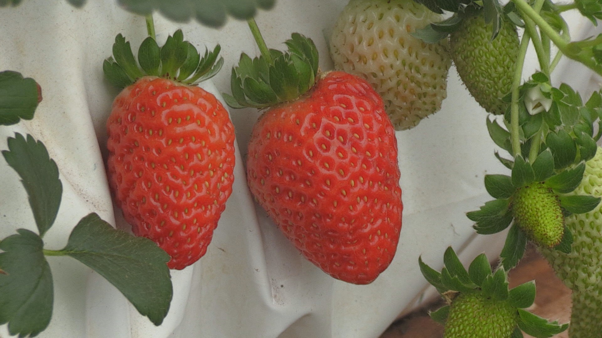 De vigilante a produtora rural: moradora de Cascavel trocou rotina intensa por cultivo de morangos orgânicos no Paraná